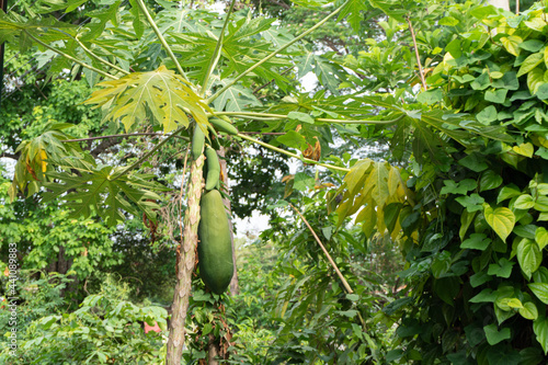 Papaya hanging on tree, papaya leaves.