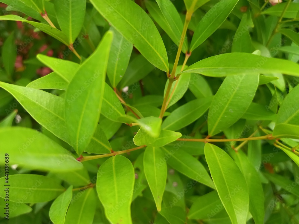 green leaves in the garden green leaves in the garden