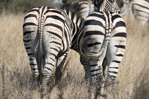 Kruger National Park  zebra