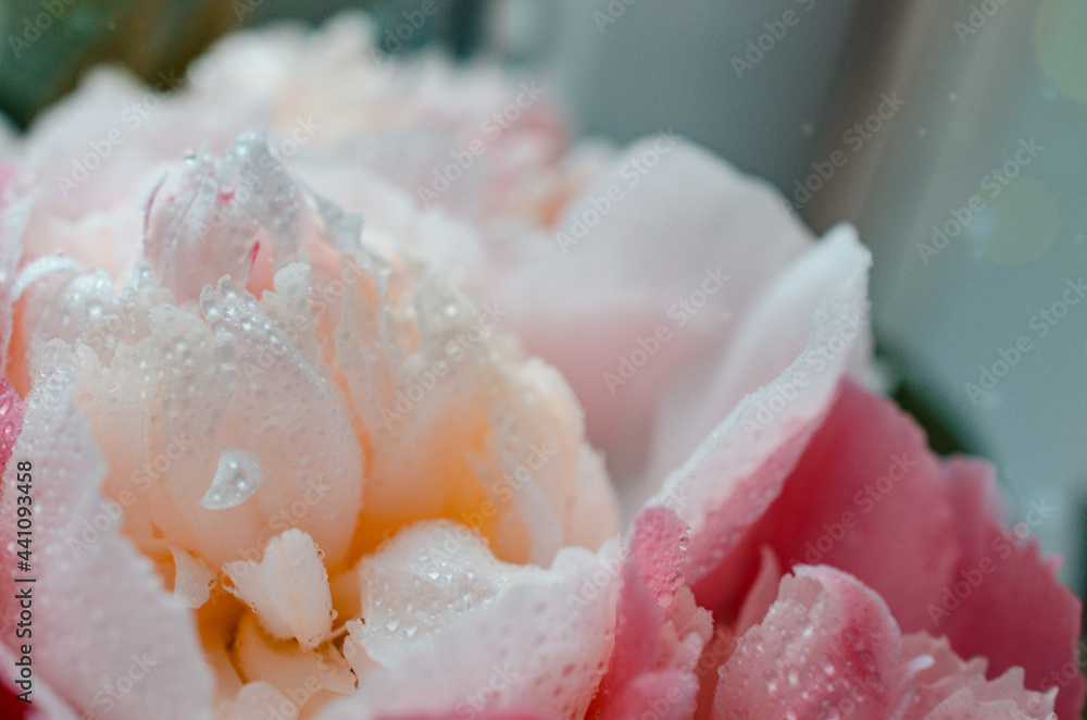 Soft focus. Blooming branches with peony flowers and buds. Close up photo as a natural background. Blurry background. White and pink peonies flowers. Floral background. Pastel peony flowers as floral Soft focus. Blooming branches with peony flowers and buds. Close up photo as a natural background. Blurry background. White and pink peonies flowers. Floral background. Pastel peony flowers as floral