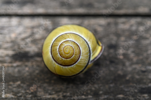 Snail shell on a wooden garden table.