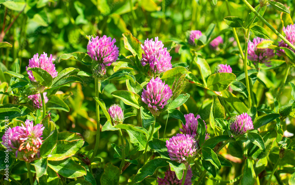Red clover or Trifolium Pratense in a meadow on a sunny June day Red clover or Trifolium Pratense in a meadow on a sunny June day
