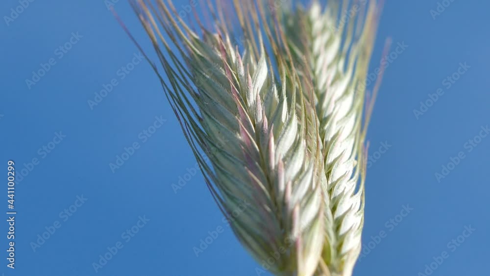Summer barley in the meadow. The cob moves in the wind Summer barley in the meadow. The cob moves in the wind