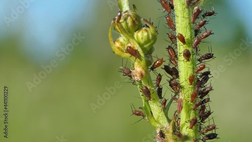 Black cherry aphid sucked on the grass. Myzus cerasi. photo