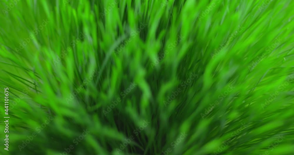 Plants watering herbs with water Plants watering herbs with water