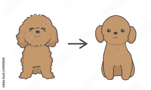 犬のトリミング　ビフォアアフター　プードル
