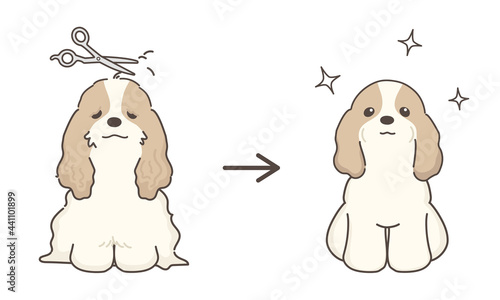 犬のトリミング　ビフォアアフター　コッカースパニエル