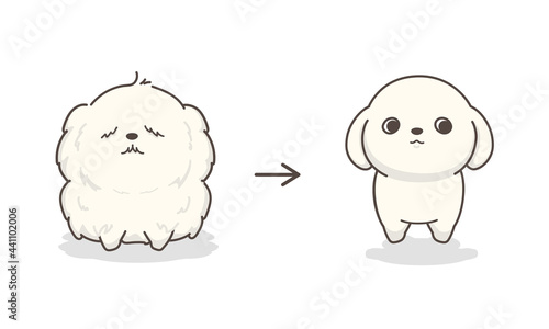 犬のトリミング　ビフォアアフター