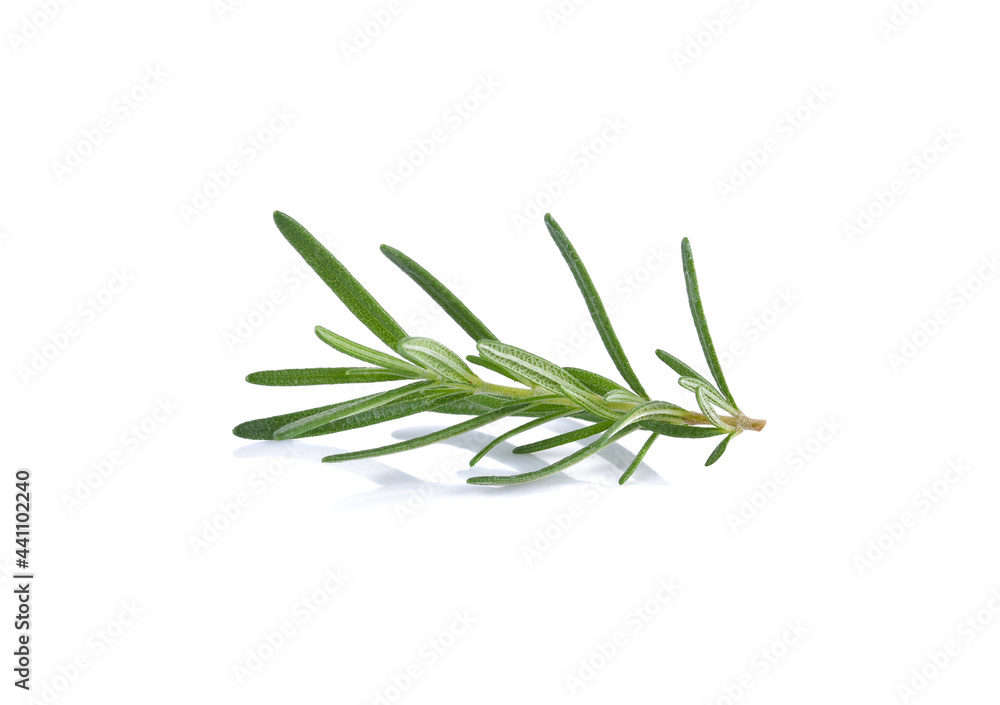Rosemary isolated on white background. Rosemary isolated on white background.