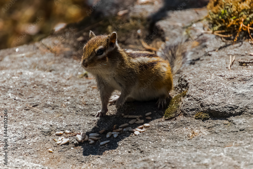 chipmunk on the rock chipmunk on the rock