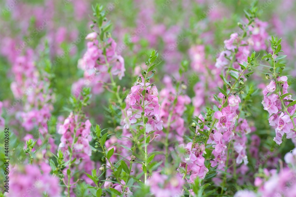 field of lavender flowers field of lavender flowers