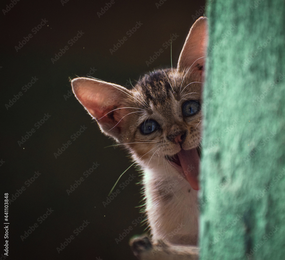 Obraz premium Cute Cat Expression