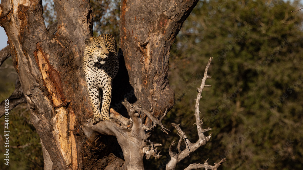 Naklejka premium Male leopard standing in a huge tree