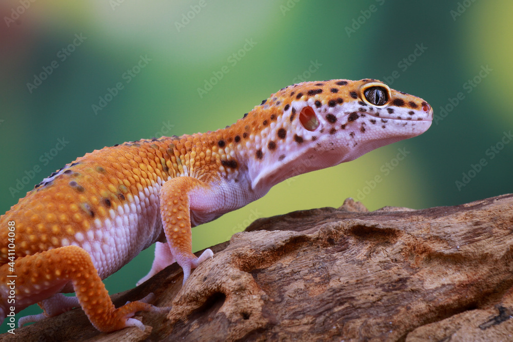 Naklejka premium Leopard Gecko on the branch of wood