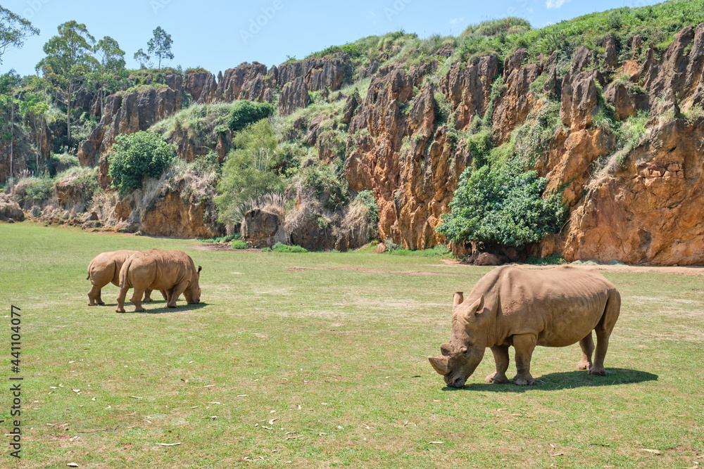 Fototapeta premium Rhinoceroses eating grass in Cabarceno Natural Park in Cantabria