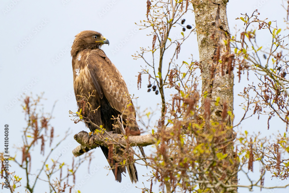 Impressive buzzard, buteo buteo, sitting on a branch in the spring with copy space. Dominant bird of prey is observing on a branch. Feathered animal with white and brown plumage. Blue sky Impressive buzzard, buteo buteo, sitting on a branch in the spring with copy space. Dominant bird of prey is observing on a branch. Feathered animal with white and brown plumage. Blue sky