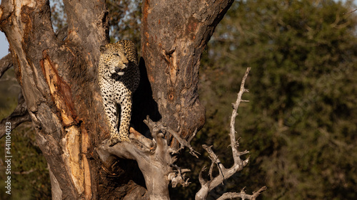 Male leopard standing in a huge tree