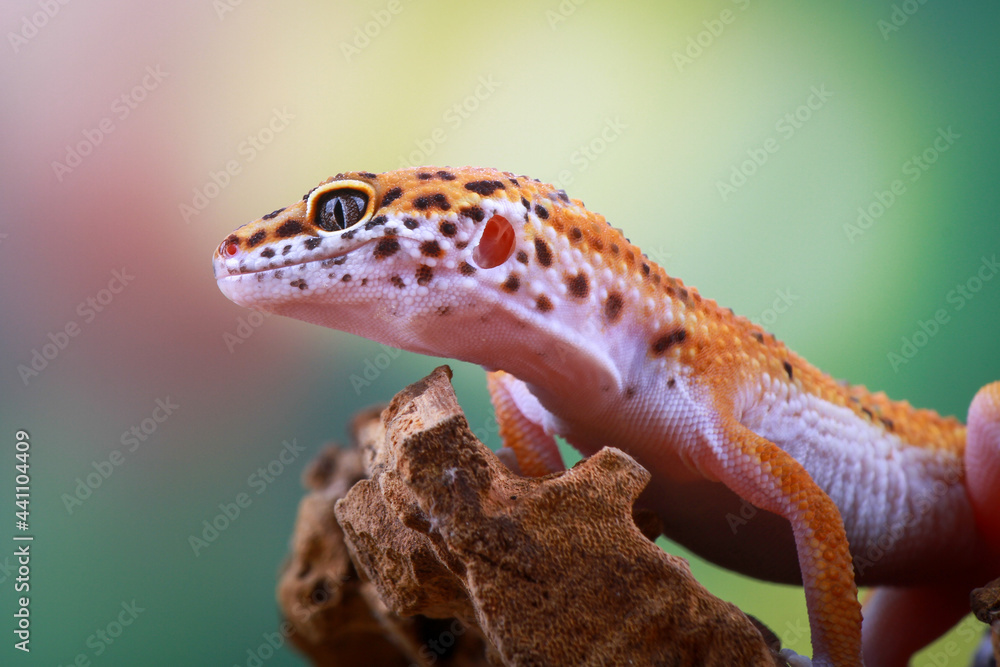 Obraz premium leopard gecko on the branch of wood