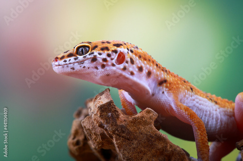 leopard gecko on the branch of wood