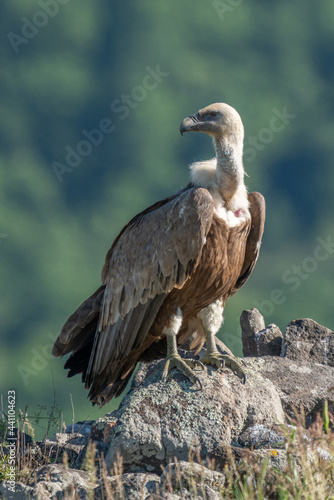 African Cape vulture  Gyps coprotheres  in Kruger national park  South Africa