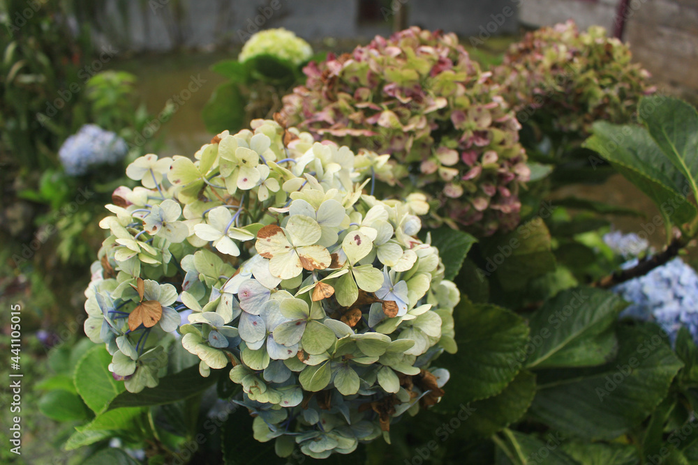 beautiful and romantic mountain hydrangea flowers are blue, and colorful. beautiful and romantic mountain hydrangea flowers are blue, and colorful.