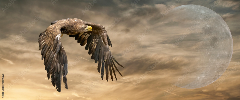 European sea eagle flying in an impressive yellow gold sky with. Bird of prey in flight. Flying birds of prey during a hunt. Social media, web banner of cover European sea eagle flying in an impressive yellow gold sky with. Bird of prey in flight. Flying birds of prey during a hunt. Social media, web banner of cover