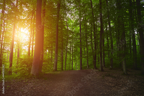 the landscape of the natural woods with strong sunlight. pathway in the green forest during sunset