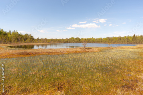 swamp and lake