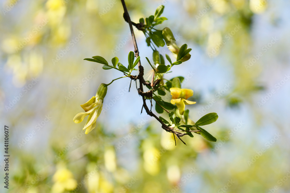 Chinese Pea Shrub