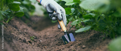 Fotografija Gardeners hands planting and picking vegetable and potato from backyard garden