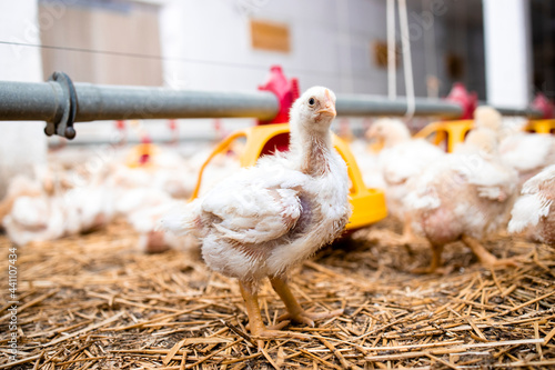 Photography Close up view of chicken standing at modern poultry farm for meat production
