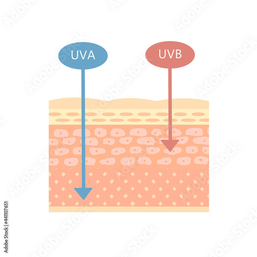 肌の構造　UVA・UVBの仕組み