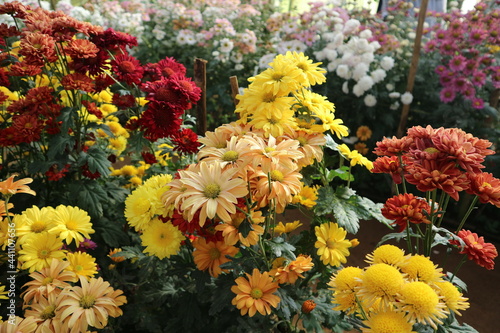 flowers in the garden