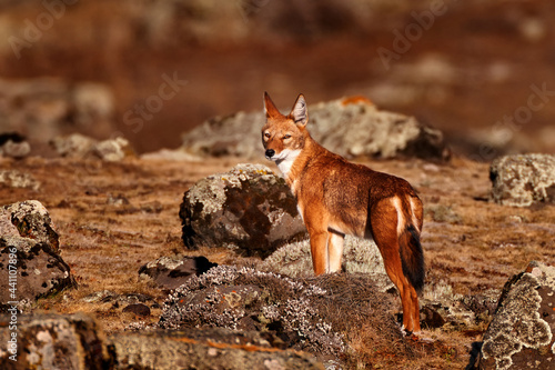 Ethiopian wolf, Canis simensis, in the nature. Bale Mountains NP, in Ethiopia. Rare endemic animal from east Africa. Wildlife nature from Ethiopia. Orange jackal fox, sunny day. Ethiopian wolf. photo