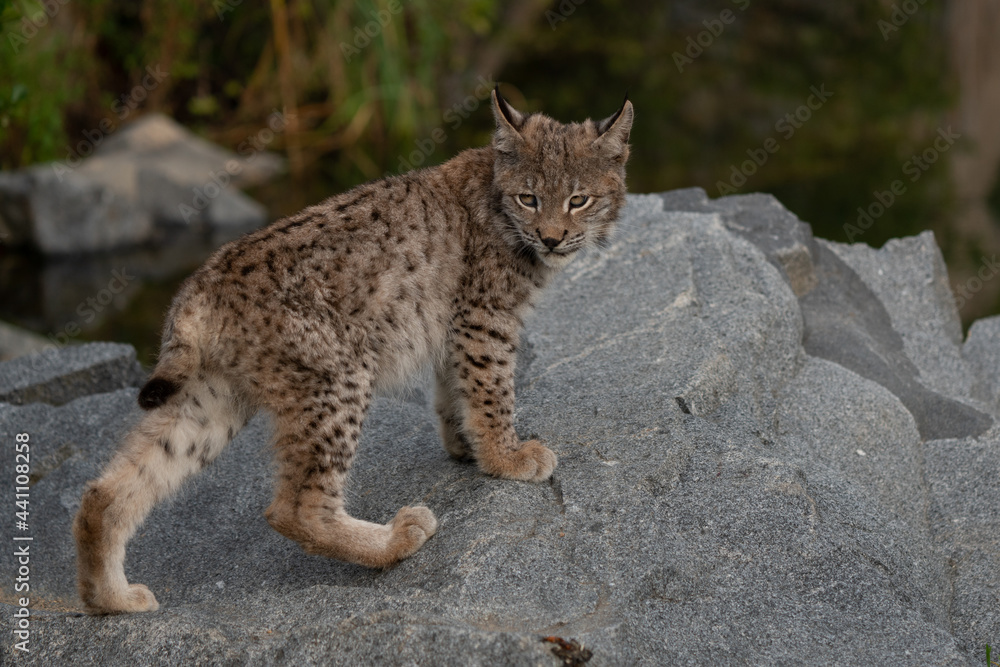 Obraz premium Lynx in green forest with tree trunk. Wildlife scene from nature. Playing Eurasian lynx, animal behaviour in habitat. Wild cat from Germany. Wild Bobcat between the trees
