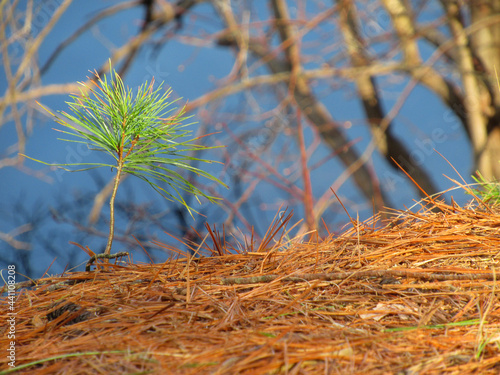 Tiny pine tree growing among pine needles and branches at water's edge