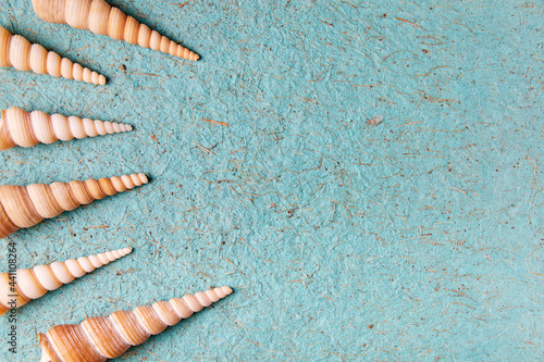 Exotic sea shells on a blue textured background with copy space