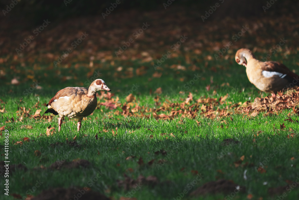 Cute Egyptian goose in the autumn grass