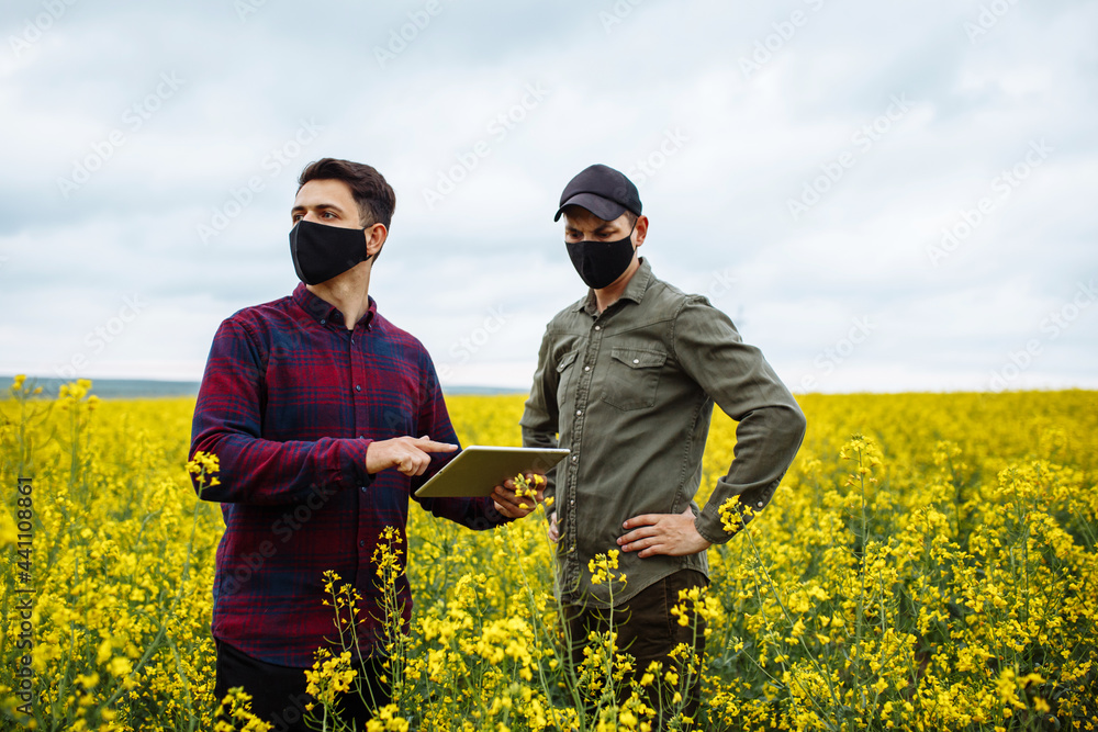 Two farmers in masks with a tablet in their hands stand in the middle of a blooming rapeseed field and check the rapeseed. Agribusiness concept.