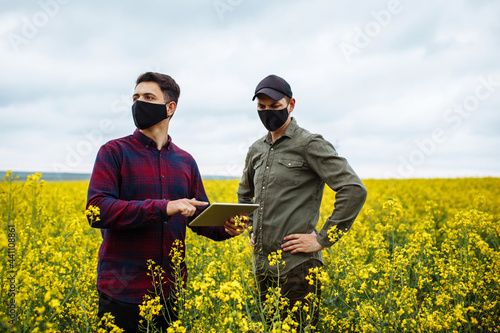 Two farmers in masks with a tablet in their hands stand in the middle of a blooming rapeseed field and check the rapeseed. Agribusiness concept.