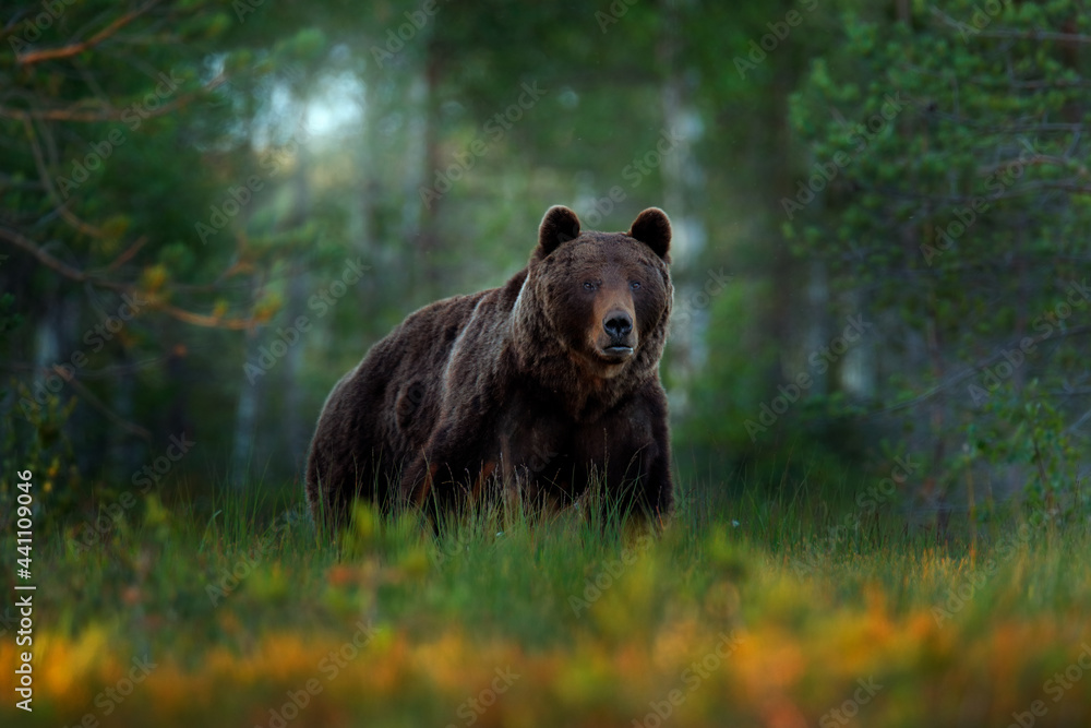Russia wildlife. Brown bear walking in forest, morning light. Dangerous animal in nature taiga and meadow habitat. Wildlife scene from Russia. Cotton grass bloom around the lake, summer.