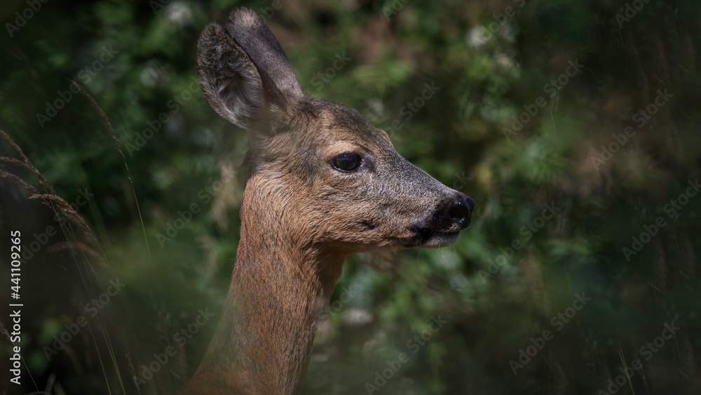 deer, tier, wild lebende tiere, säugetier, natur, wild, kitz, deer, tier, wild lebende tiere, säugetier, natur, wild, kitz,