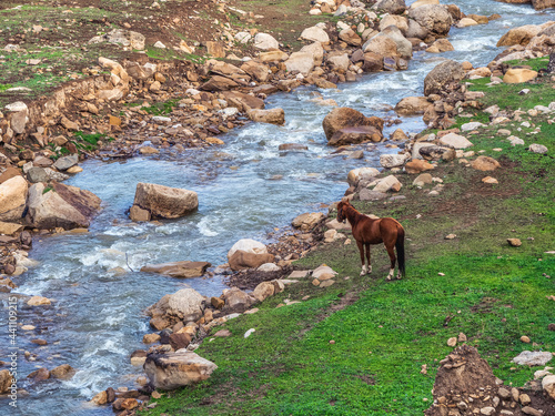 Red horse on the bank of a mountain river. Fast mountain river. Cutting through a mountain river in a green valley.