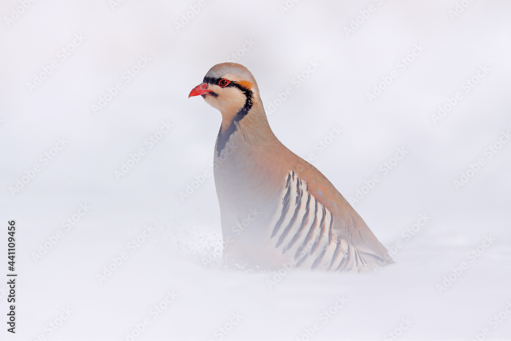Rock partridge, Alectoris graeca, gamebird in the pheasant family, in the snow during winter. Bird in the white habitat, Hemis NP, Ladakh, India. Partridge from Asia mountain. Detail portrait of bird Rock partridge, Alectoris graeca, gamebird in the pheasant family, in the snow during winter. Bird in the white habitat, Hemis NP, Ladakh, India. Partridge from Asia mountain. Detail portrait of bird