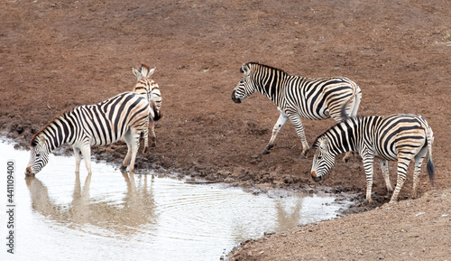 Zebra herd  equus quagga  of four drinking at the waterhole in Africa