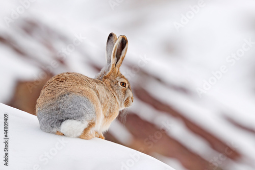 Woolly hare, Lepus oiostolus, in the nature habitat, winter condition with snow. Woolly hare from Hemis NP, Ladakh, India. Animal in the Himalayas mountain, siting on the stone rock.