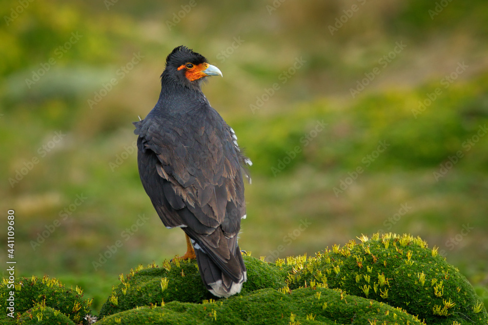 Fototapeta premium Antisana bird of prey on the green vegetation. Carunculated caracara, Phalcoboenus carunculatus, beautiful bird of prey from Antisana in Ecuador.