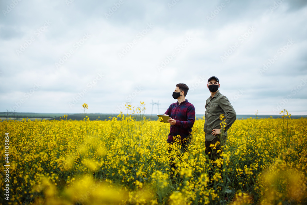 Two successful farmers test their rapeseed field. Agronomists in the middle of a field with a ripe crop with a tablet in their hands and wearing protective masks.