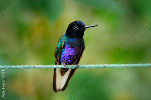Clothesline with dark shiny bird. Washing line with hummingbird. Velvet-purple Coronet, Boissonneaua jardini, dark blue and black hummingbird from Mindo in Ecuador. photo