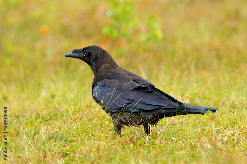 Black bird raven sitting on the tree trunk in the forest nature habitat, animal in autumn wood, Finland. Black bird raven sitting on the tree trunk in the forest nature habitat, animal in autumn wood, Finland.